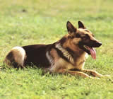 Adestramento de cães em Indaiatuba